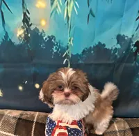  Still available Boaboa  AKC imperial shihtzu , a male Shih Tzu for sale in The Woodlands, TX – 1 of 6
