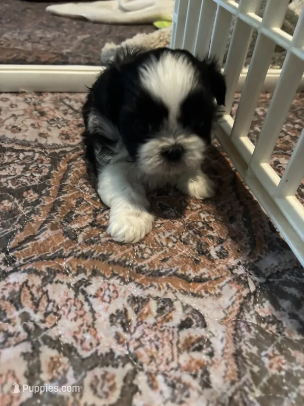 Jin   AKC imperial – Shih Tzu puppy for sale in The Woodlands, TX