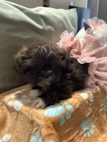Sold , a female Shih Tzu for sale in The Woodlands, TX – 3 of 3