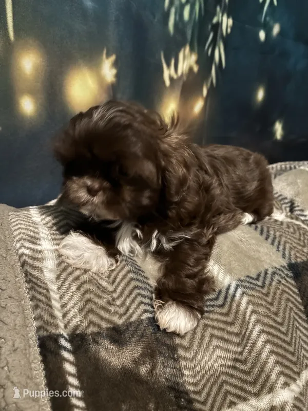 Full rights Lala AKC imperial – Shih Tzu puppy for sale in The Woodlands, TX