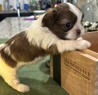  Still available Boaboa  AKC imperial shihtzu , a male Shih Tzu for sale in The Woodlands, TX – 6 of 6