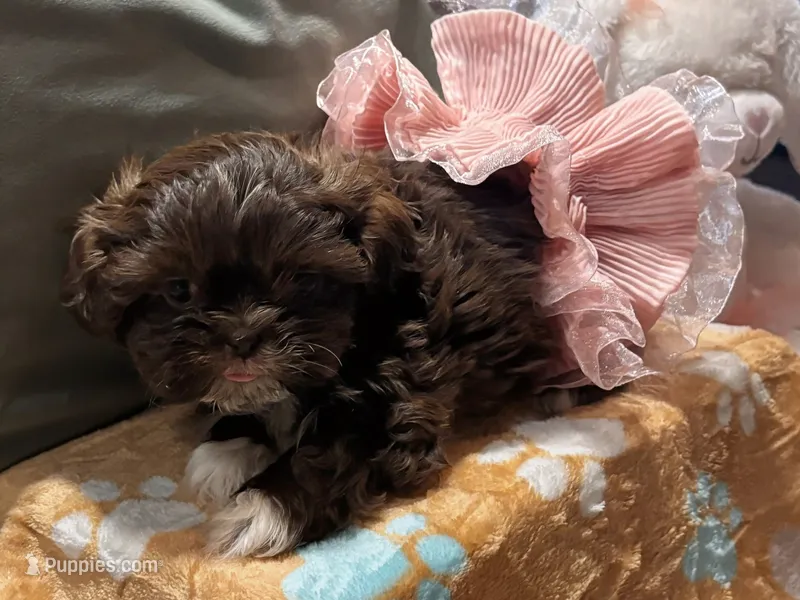 Full rights Lala AKC imperial – Shih Tzu puppy for sale in The Woodlands, TX