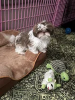 Still  available Jun  AKC imperial shihtzu , a male Shih Tzu for sale in The Woodlands, TX – 1 of 6
