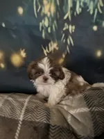 Still  available Jun  AKC imperial shihtzu , a male Shih Tzu for sale in The Woodlands, TX – 3 of 6