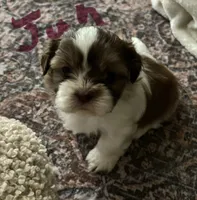 Still  available Jun  AKC imperial shihtzu , a male Shih Tzu for sale in The Woodlands, TX – 5 of 6