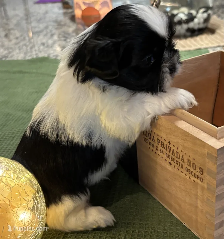 Full rights Wei Wei.  AKC imperial  – Shih Tzu puppy for sale in The Woodlands, TX