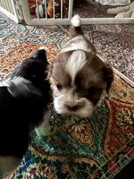 Boaboa , a male Shih Tzu for sale in The Woodlands, TX – 4 of 5