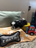 Still available Jin   AKC imperial shihtzu , a male Shih Tzu for sale in The Woodlands, TX – 5 of 6