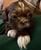 Lala AKC imperial, a female Shih Tzu for sale in The Woodlands, TX – 1 of 5