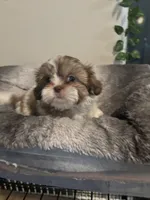 Still available Boaboa  AKC imperial shihtzu , a male Shih Tzu for sale in The Woodlands, TX – 3 of 6