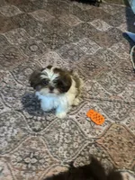 Still  available Jun  AKC imperial shihtzu , a male Shih Tzu for sale in The Woodlands, TX – 2 of 6