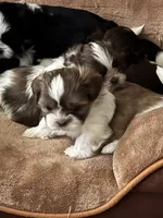 Boaboa , a male Shih Tzu for sale in The Woodlands, TX – 3 of 5