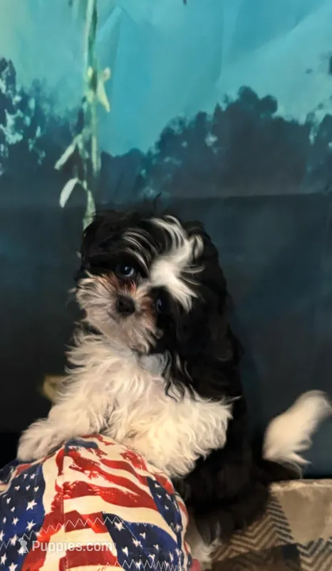 Still available Jin   AKC imperial shihtzu  – Shih Tzu puppy for sale in The Woodlands, TX