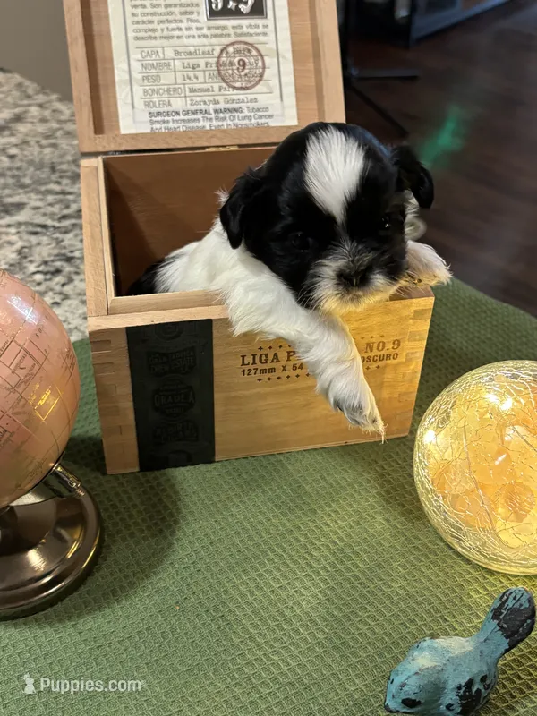 SOLD – Shih Tzu puppy for sale in The Woodlands, TX