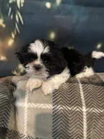 Still available Jin   AKC imperial shihtzu , a male Shih Tzu for sale in The Woodlands, TX – 4 of 6