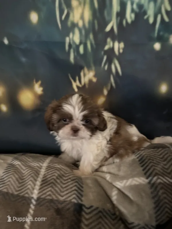 Full rights Jun  AKC imperial – Shih Tzu puppy for sale in The Woodlands, TX