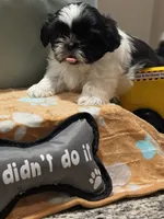 Wei Wei.  AKC imperial , a male Shih Tzu for sale in The Woodlands, TX – 4 of 5