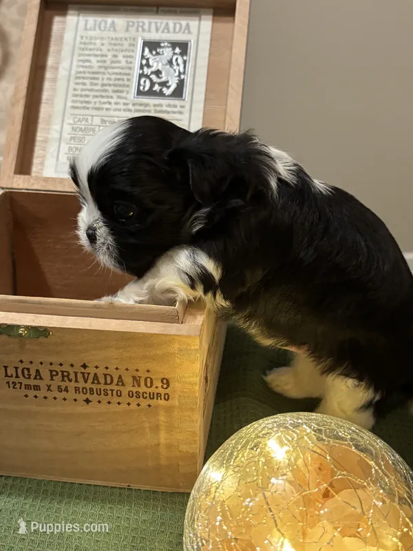 Full rights Jin   AKC imperial – Shih Tzu puppy for sale in The Woodlands, TX