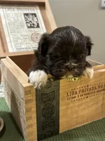 Lala AKC imperial, a female Shih Tzu for sale in The Woodlands, TX – 3 of 5