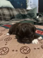Lala AKC imperial, a female Shih Tzu for sale in The Woodlands, TX – 2 of 5