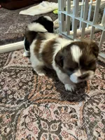 Still  available Jun  AKC imperial shihtzu , a male Shih Tzu for sale in The Woodlands, TX – 4 of 6