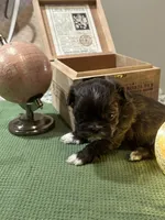 Lala AKC imperial, a female Shih Tzu for sale in The Woodlands, TX – 4 of 5
