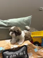  Still available Boaboa  AKC imperial shihtzu , a male Shih Tzu for sale in The Woodlands, TX – 4 of 6