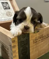 Jun  AKC imperial, a male Shih Tzu for sale in The Woodlands, TX – 2 of 3
