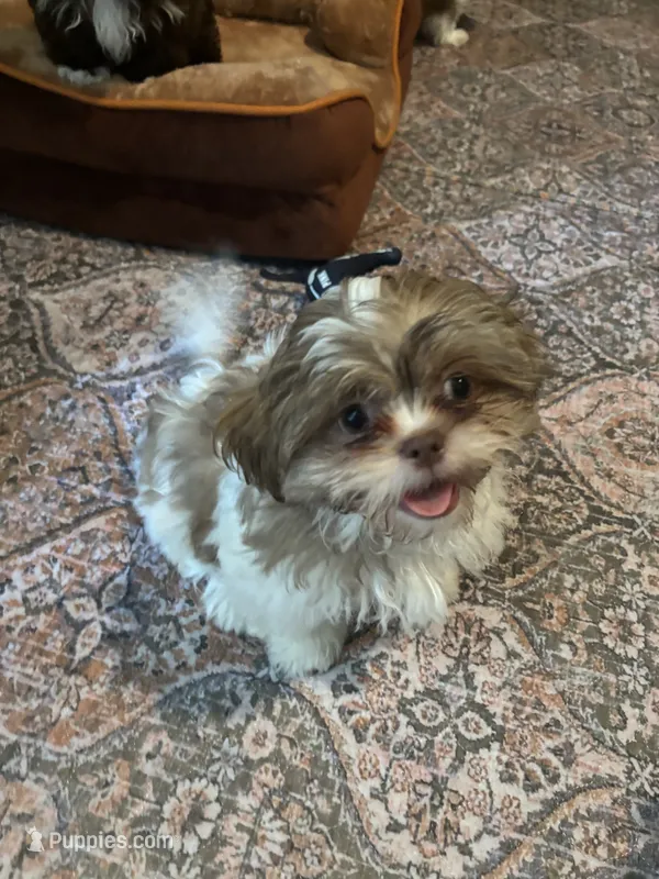  Boaboa  AKC imperial shihtzu  – Shih Tzu puppy for sale in The Woodlands, TX