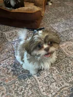  Boaboa  AKC imperial shihtzu , a male Shih Tzu for sale in The Woodlands, TX – 1 of 1