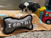 Jin   AKC imperial, a male Shih Tzu for sale in The Woodlands, TX – 4 of 4