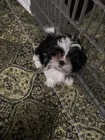 Still available Jin   AKC imperial shihtzu , a male Shih Tzu for sale in The Woodlands, TX – 3 of 6