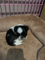 Wei Wei.  AKC imperial , a male Shih Tzu for sale in The Woodlands, TX – 1 of 5