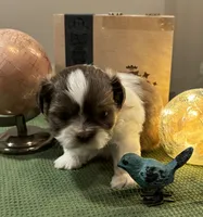 Still  available Jun  AKC imperial shihtzu , a male Shih Tzu for sale in The Woodlands, TX – 6 of 6