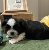 Still available Jin   AKC imperial shihtzu , a male Shih Tzu for sale in The Woodlands, TX – 6 of 6