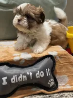  Boaboa  AKC imperial, a male Shih Tzu for sale in The Woodlands, TX – 4 of 5