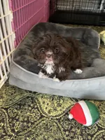 Sold , a female Shih Tzu for sale in The Woodlands, TX – 2 of 3