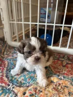  Still available Boaboa  AKC imperial shihtzu , a male Shih Tzu for sale in The Woodlands, TX – 5 of 6