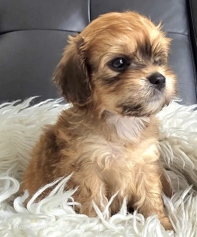 Puppy #2 – Bichon Frise puppy for sale in North Port, FL