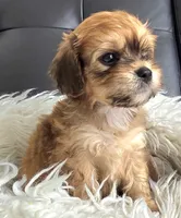 Puppy #2, a male Bichon Frise for sale in North Port, FL – 1 of 6