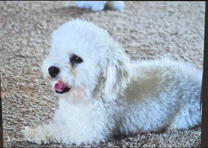  AKC Lulya – Bichon Frise puppy for sale in North Port, FL