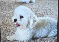  AKC Lulya, a female Bichon Frise for sale in North Port, FL – 1 of 1