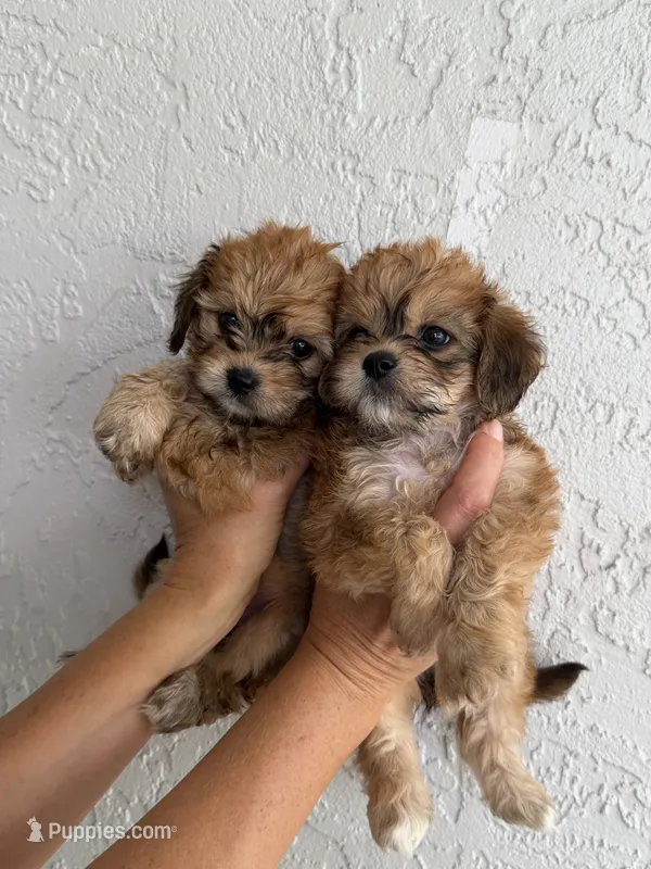 Lake – Cavapoo puppy for sale in North Port, FL