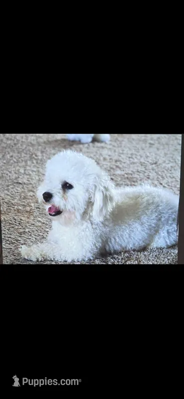 Lulya – Bichon Frise puppy for sale in North Port, FL
