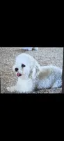 Lulya, a female Bichon Frise for sale in North Port, FL – 1 of 1
