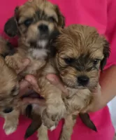 Katie , a female Bichon Frise for sale in North Port, FL – 3 of 4
