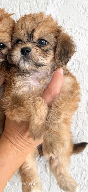 Lake – Cavapoo puppy for sale in North Port, FL