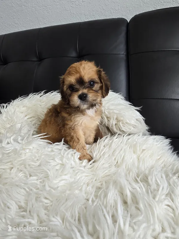 Katie  – Bichon Frise puppy for sale in North Port, FL