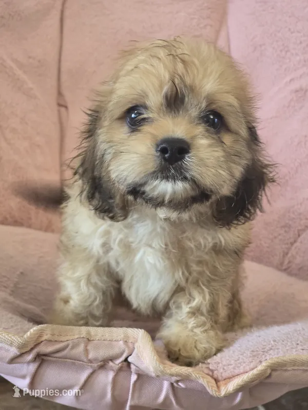 Lake – Cavapoo puppy for sale in North Port, FL