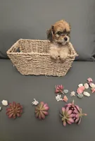 Jask #2, a male Bichon Frise for sale in North Port, FL – 3 of 4